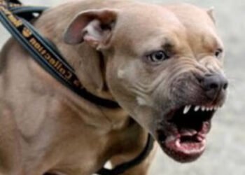 Jalandhar: Pitbull dog wreaks havoc, scratches woman badly