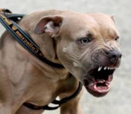 Jalandhar: Pitbull dog wreaks havoc, scratches woman badly